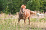 Finnish Universal | Horse | Horse Breeds